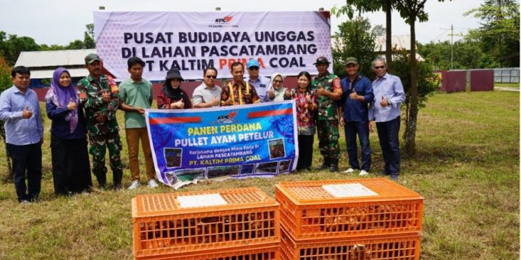 Kutim Kembangkan Ayam Pullet, Kurangi Ketergantungan Pasokan Telur dari Luar Daerah