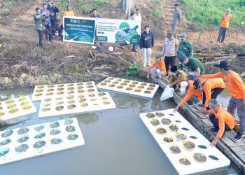Bupati Kutim Luncurkan Demplot Padi Terapung dan Ikan Bensaian, Solusi Lahan Basah