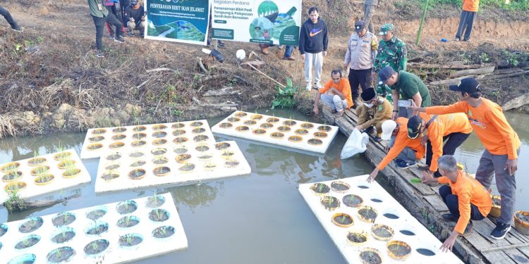 Bupati Kutim Luncurkan Demplot Padi Terapung dan Ikan Bensaian, Solusi Lahan Basah