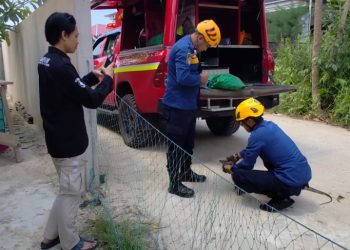 Satwa Liar Masuk Permukiman, Damkar Kutim Jadi Garda Terdepan Lindungi Warga Sangatta
