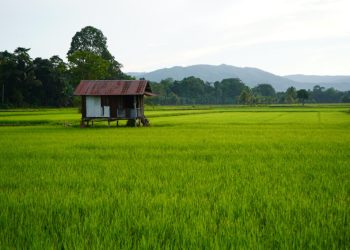 Pasar Diperkuat, Sawah Kutim Terus Diperluas