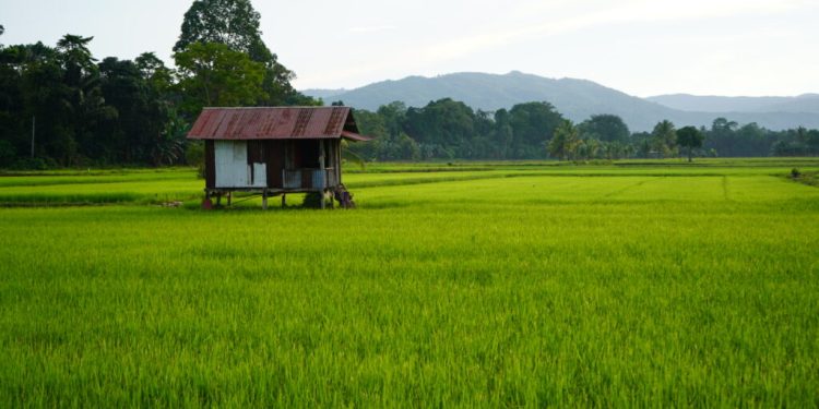 Pasar Diperkuat, Sawah Kutim Terus Diperluas